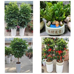 开业乔迁绿植发财树绿萝送厦门市集美区同安区翔安区同城花店配送