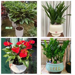 泉州市惠安安溪永春县德化县同城绿植花店公司开业送发财树金钱树