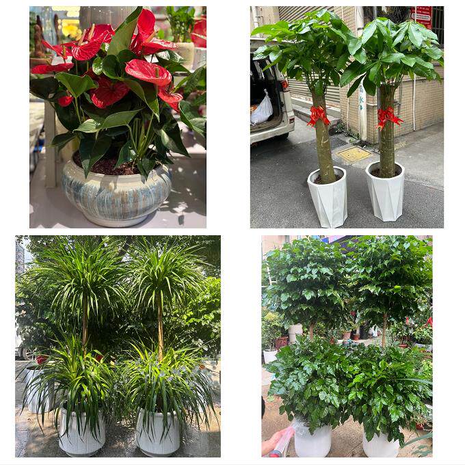 开业乔迁绿植发财树绿萝贺州八步平桂区昭平钟山富川同城花店配送