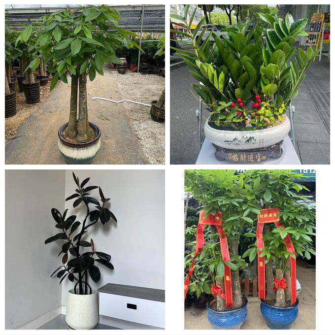 北京朝阳区和平街安贞亚运村同城花店送发财树绿萝柱开业绿植盆栽