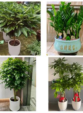福州市鼓楼台江区仓山马尾区同城绿植花店公司开业送发财树金钱树