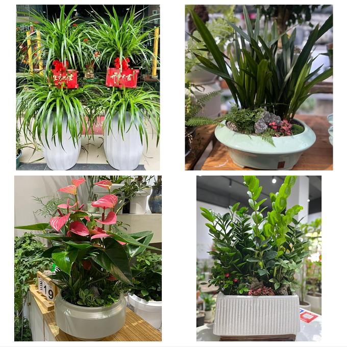 山西晋中市和顺昔阳寿阳太谷县花店同城送发财树公司开业乔迁绿植