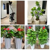 开业乔迁绿植发财树绿萝送渭南市富平县韩城市华阴市同城花店配送