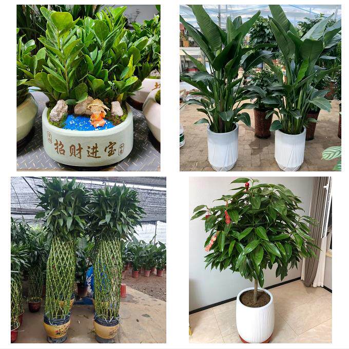 开业乔迁绿植发财树绿萝重庆市綦江大足区渝北巴南区同城花店配送