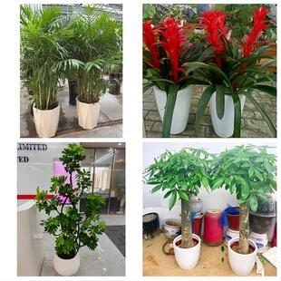 送晋城市陵川县泽州县高平市同城绿植花店公司开业送发财树金钱树