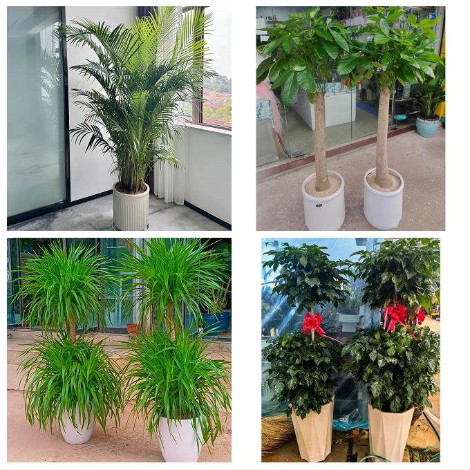 送昆明市宜良县石林县嵩明县同城花店送开业乔迁绿植发财树幸福树