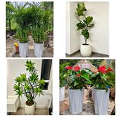 开业乔迁绿植发财树绿萝送白山市浑江区江源区抚松县同城花店配送