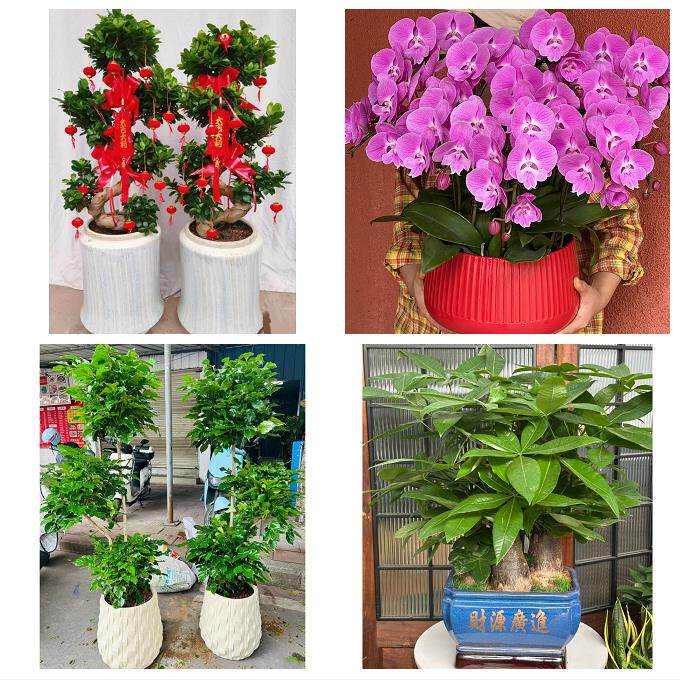 南充市顺庆高坪嘉陵区阆中市同城绿植店送发财树幸福树开业入新居