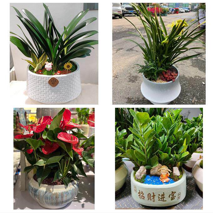 开业乔迁绿植发财树绿萝送湖南娄底市冷水江市涟源市同城花店配送
