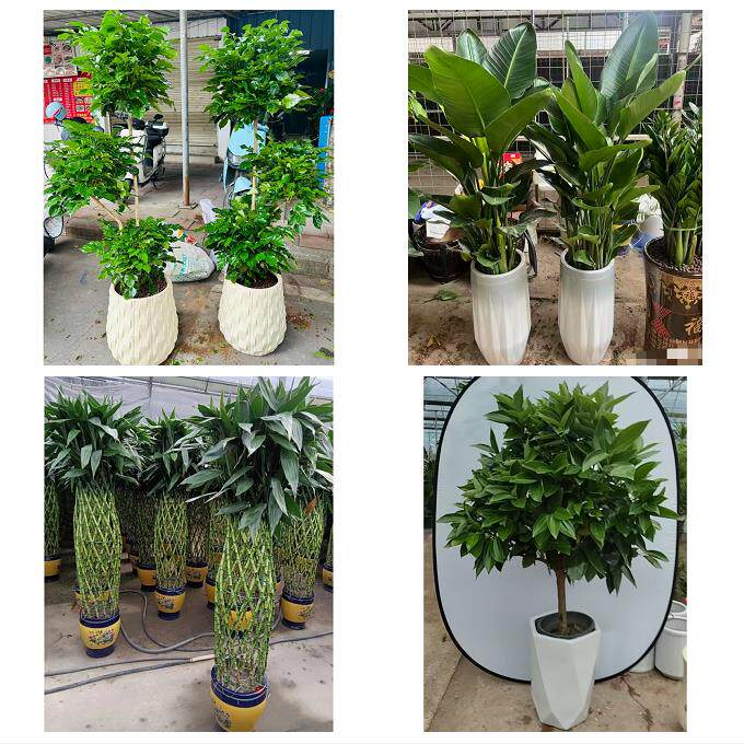 漳州市漳浦诏安长泰县东山县同城绿植店送发财树幸福树开业入新居