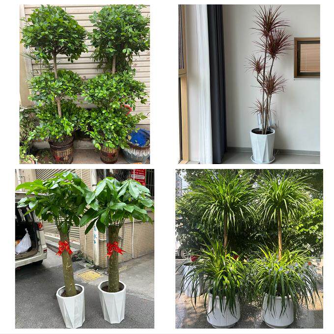 开业乔迁绿植发财树绿萝宁德市周宁柘荣县福安福鼎市同城花店配送