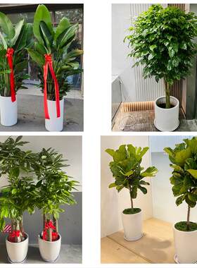 上海市闵行区梅陇吴泾马桥镇同城绿植花店公司开业送发财树金钱树