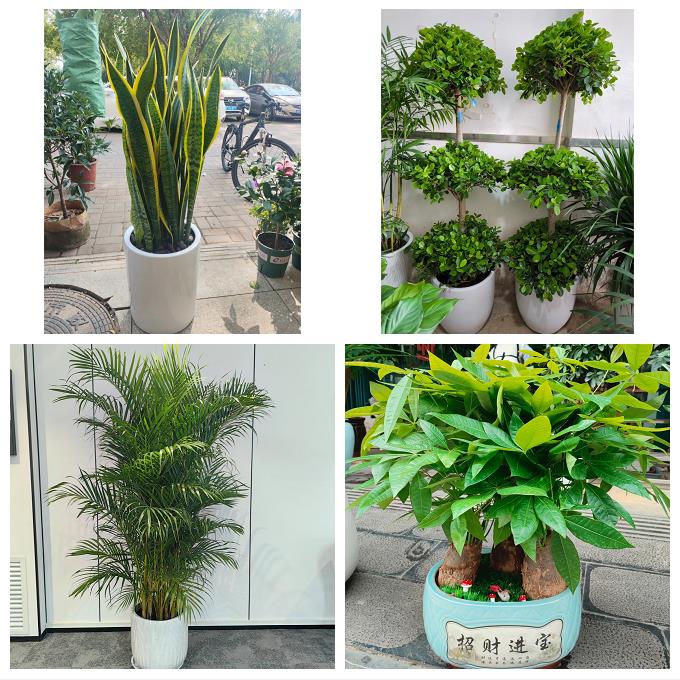 福建漳州市芗城区龙文区云霄县花店同城送发财树公司开业乔迁绿植