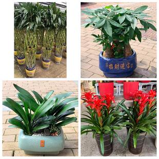 河南焦作市温县沁阳市孟州市花卉店同城配送开业绿植发财树幸福树