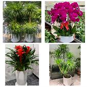 开业乔迁绿植发财树绿萝张家口市怀安怀来涿鹿赤城县同城花店配送