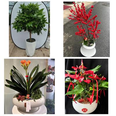 周口市川汇区扶沟西华商水县同城绿植店送发财树幸福树开业入新居