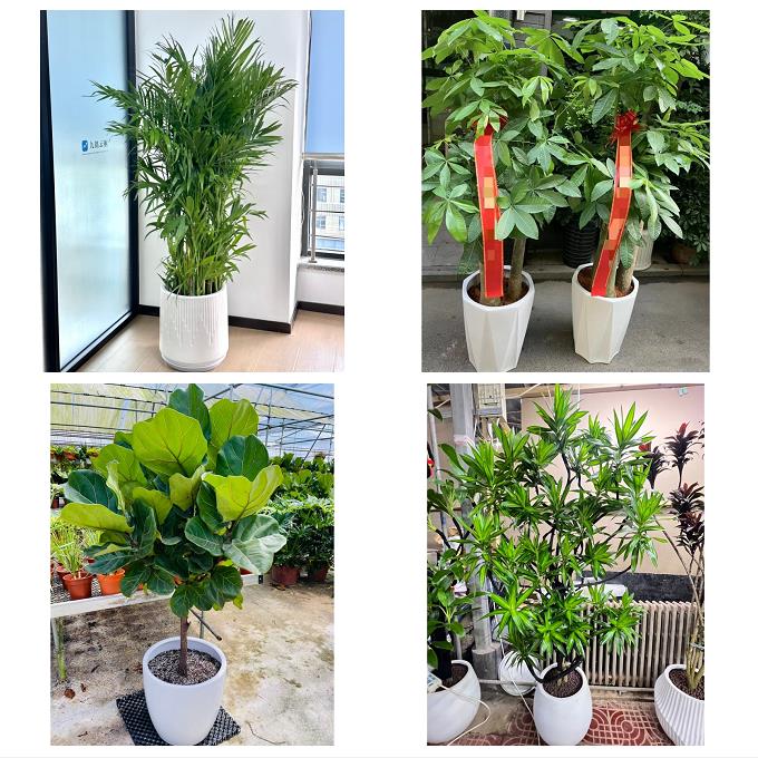 上海市浦东新区浦兴路东明路绿植店同城配送公司开业发财树绿萝柱