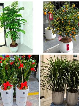 安庆市宿松望江岳西县桐城市同城花店送开业乔迁绿植发财树幸福树