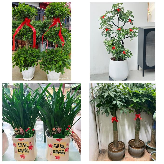 北京朝阳区和平街安贞亚运村花卉店同城配送开业绿植发财树幸福树
