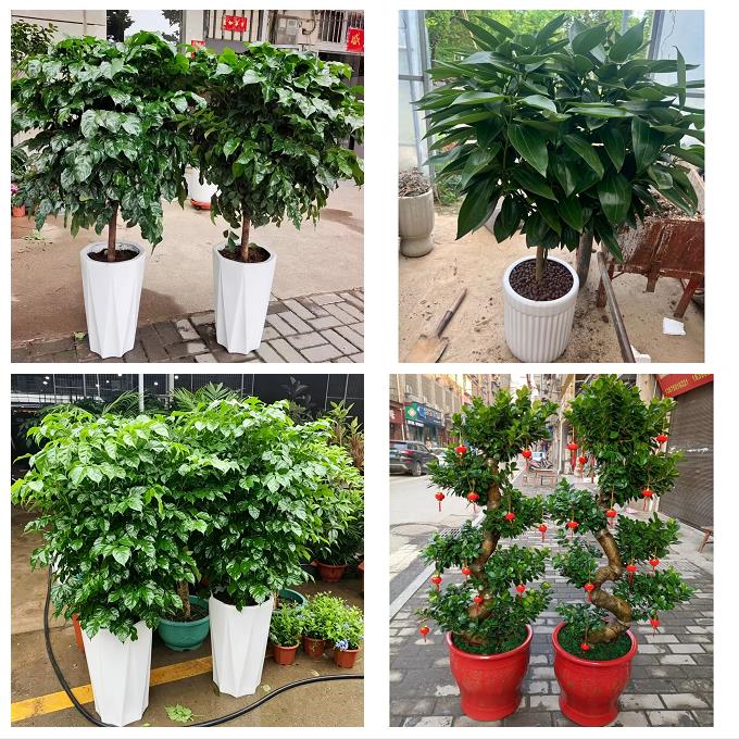 江西新余市渝水区分宜县附近绿植店同城配送公司开业发财树绿萝柱