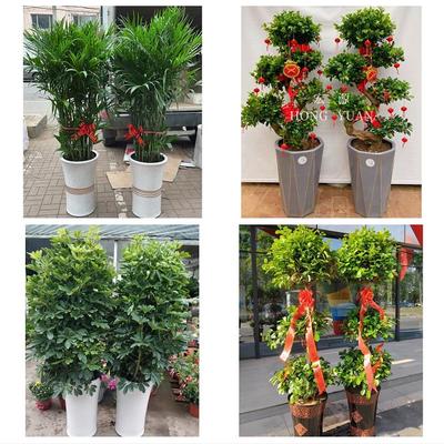 上海市洋泾上钢新村南码头路同城花店送开业乔迁绿植发财树幸福树