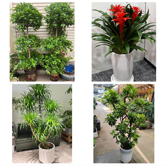 开业乔迁绿植发财树绿萝南平市邵武市武夷山市建瓯市同城花店配送