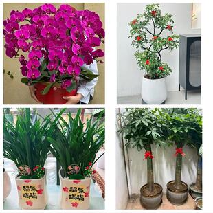 平凉市崇信华亭县庄浪静宁县花卉店同城配送开业绿植发财树幸福树
