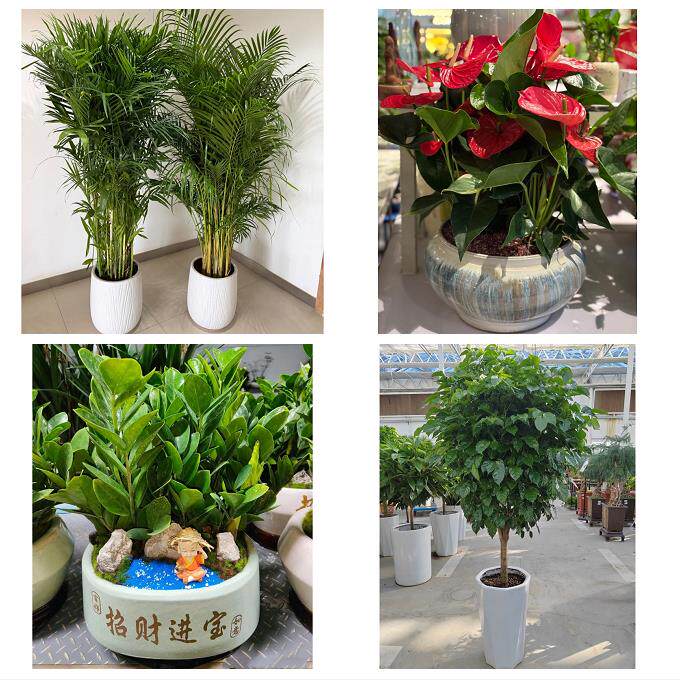 开业乔迁绿植发财树绿萝送周口市太康县鹿邑县项城市同城花店配送
