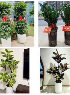 送乌鲁木齐市达坂城区米东区同城绿植花店公司开业送发财树金钱树