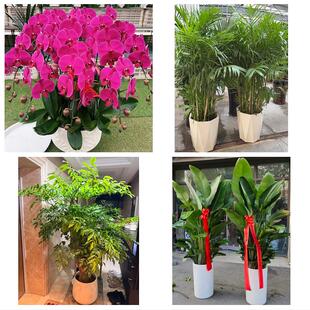 延安安塞区志丹吴起甘泉富县同城绿植花店公司开业送发财树金钱树