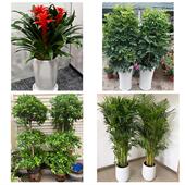 开业乔迁绿植发财树绿萝福州市永泰平潭县福清长乐市同城花店配送