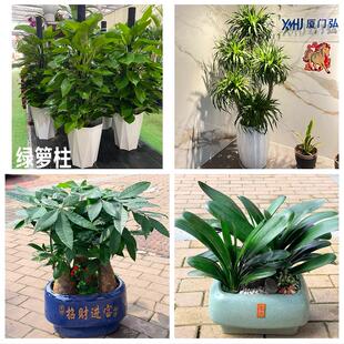 酒泉市阿克塞县玉门市敦煌市花卉店同城配送开业绿植发财树幸福树