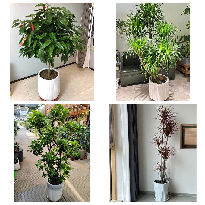 开业乔迁绿植发财树绿萝送上海市青浦区重固镇白鹤镇同城花店配送