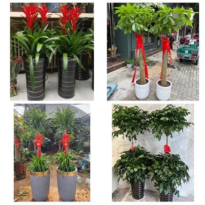 北京市朝阳区建外朝外呼家楼同城绿植店送发财树幸福树开业入新居