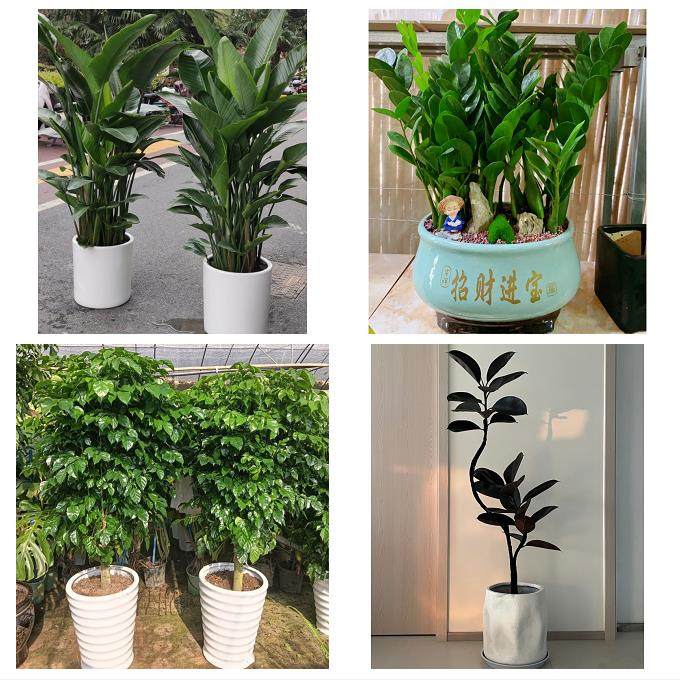 漳州市南靖平和华安县龙海市同城花店送开业乔迁绿植发财树幸福树