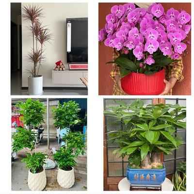 唐山市丰南丰润区滦县滦南县同城绿植店送发财树幸福树开业入新居