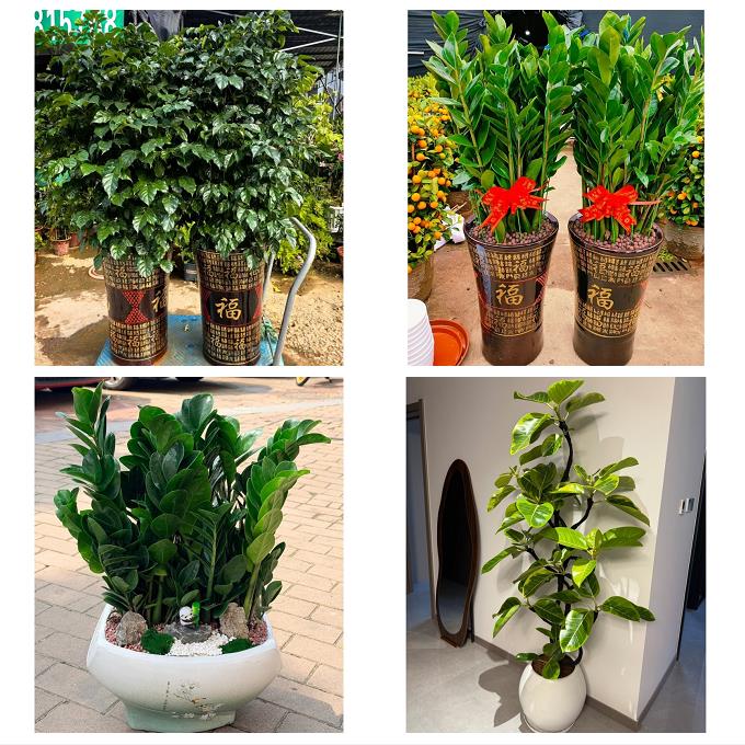 送天津市和平新兴体育馆新兴花卉店同城配送开业绿植发财树幸福树