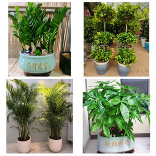 送吉林省白城市洮南市大安市同城绿植花店公司开业送发财树金钱树