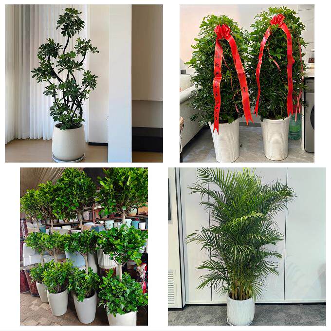 天津南开向阳路嘉陵道王顶堤同城绿植店送发财树幸福树开业入新居