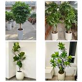 开业乔迁绿植发财树绿萝贵阳市南明云岩区花溪乌当区同城花店配送