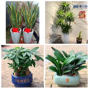 送丽江市古城区玉龙县永胜县花卉店同城配送开业绿植发财树幸福树