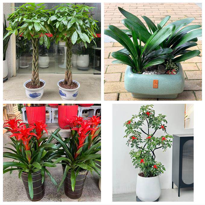 三明市梅列三元区明溪清流县花卉店同城配送开业绿植发财树幸福树