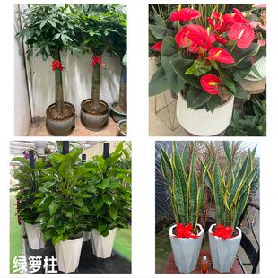 哈尔滨市宾县巴彦木兰通河县花卉店同城配送开业绿植发财树幸福树