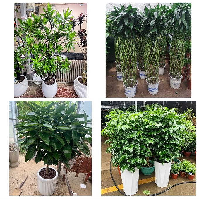 送深圳市光明新区公明龙华镇绿植店同城配送公司开业发财树绿萝柱