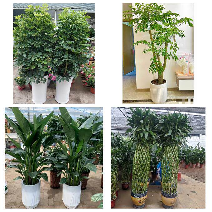开业乔迁绿植发财树绿萝阜阳市颍州颍东颍泉区临泉县同城花店配送
