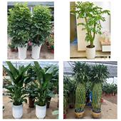 开业乔迁绿植发财树绿萝阜阳市颍州颍东颍泉区临泉县同城花店配送