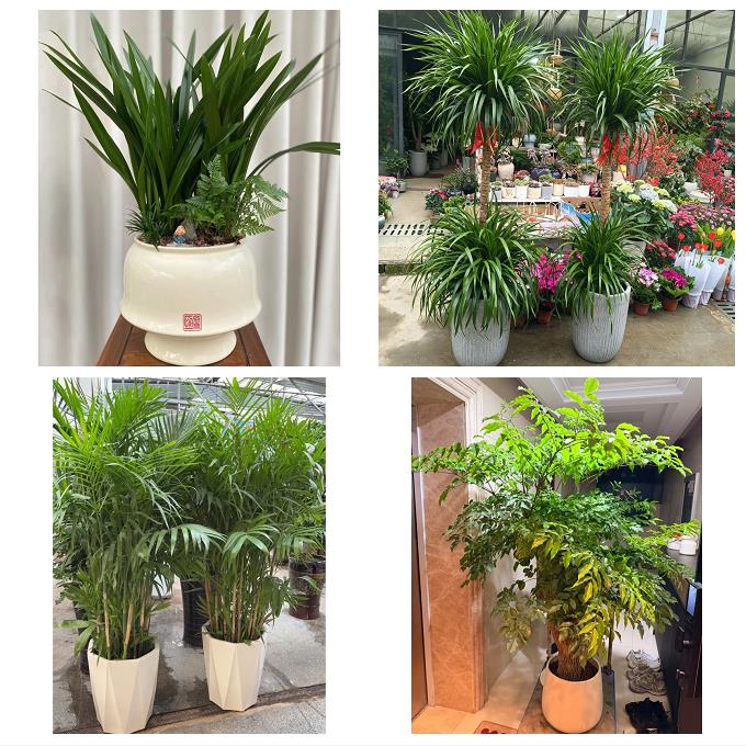 天津南开向阳路嘉陵道王顶堤同城绿植花店公司开业送发财树金钱树