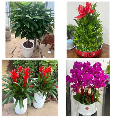 河南信阳市潢川县淮滨县息县绿植店同城配送公司开业发财树绿萝柱