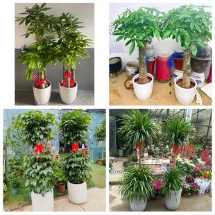 南京市玄武秦淮建邺区鼓楼区同城绿植花店公司开业送发财树金钱树