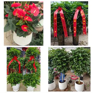 上海市浦东新场大团镇芦潮港花卉店同城配送开业绿植发财树幸福树